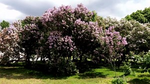 Lilac Bushes Live Plant Syringa, Syringa Light Pink to Lavender Color Fragrant Plant About 5 to 7 Inch