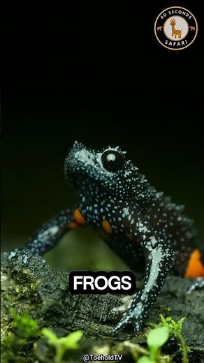 The Frog That Looks Like a Galaxy — Unreal! 😱🌌