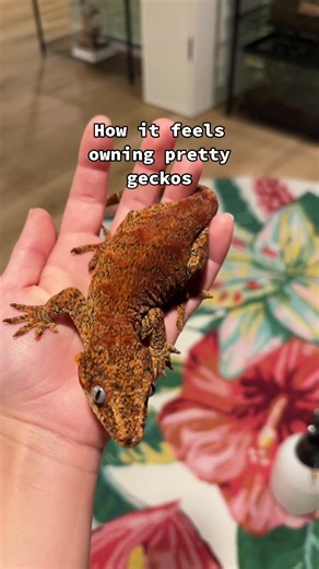 #gargoylegecko #gecko #reptile #reptilesoftiktok #petsoftiktok