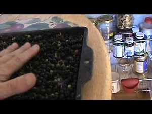 Cleaning Huckleberries
