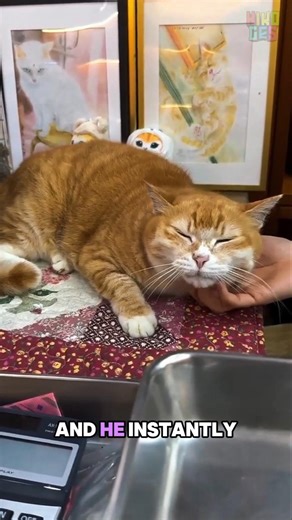 POV: You Scratch Your Cat’s Chin #shorts #cat #funny #love