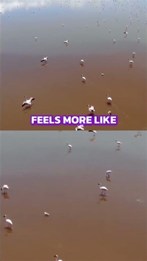 Lake Natron: Earth's Pink Experiment & Flamingo Paradise! #shorts