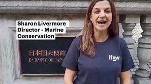 Over 106k people joined us in demanding Japan stop its commercial whaling operations. Although the Ambassador declined our request for a meeting, we made our message loud and clear: stop whaling now! Thank you to everyone who signed our petition to stand up for whales. We won’t give up. 🌍🐋🌊💪 Team IFAW is now heading to Peru for the 69th IWC meeting - commercial whaling will be a hot topic at the meeting, as well as the many other threats faced by whales. Stay tuned for updates and thank you 