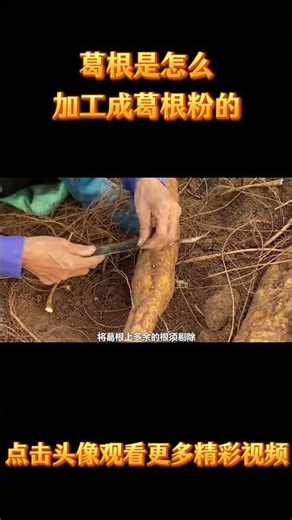 How is kudzu root powder processed? #kudzuroot #food #process #science