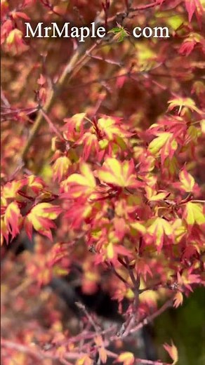 Acer palmatum 'Pink Princess' Dwarf Pink Variegated Japanese Maple mov