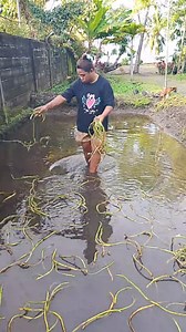 Proses tanam kangkung 💪 #petanikangkung | Nonce Katuhu