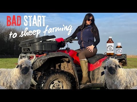 BAD Start to sheep farming... Ep 7 | #TruckerGirl850
