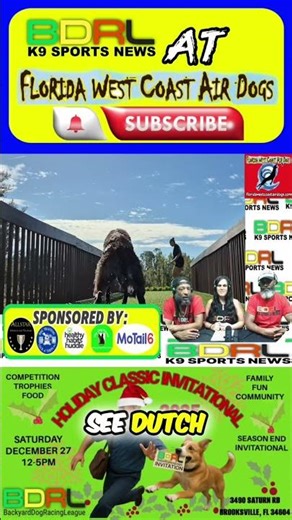 Dock Diving Fun: Sport For Pet Dogs, Get Fit With Your Pet #shorts