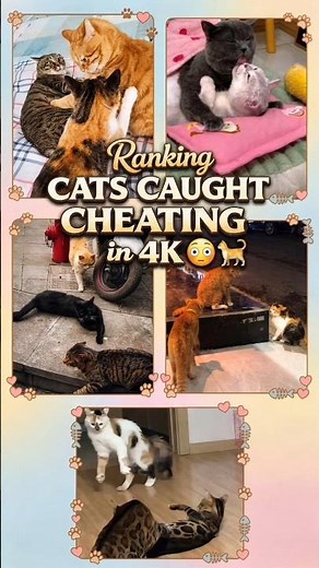 Ranking CATS CAUGHT CHEATING 😳🐈 (in 4K) | Try Not To Laugh