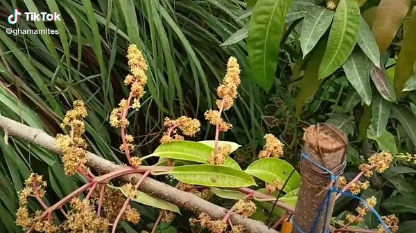 Mango flower into fruit. survival MANGO 🥭😊😊😊😊