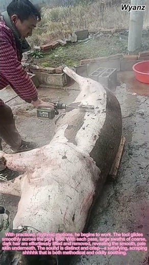 Traditional Pig Hair Removal with Special Tool
