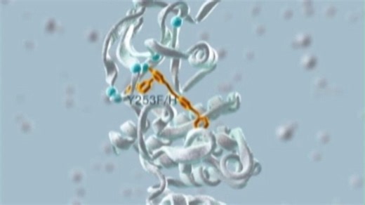 慢性髓细胞白血病（CML）耐药机制