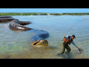 Giant Anaconda Snake Attack Man In Amazon Forest | Anaconda Attack Video |