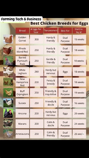 2.8K views · 16 reactions | Best Eggll laying Chickens #layers #egglayers | Farming Tech& Business | Facebook