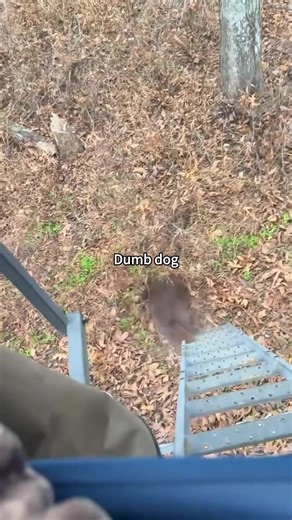 Hilarious Moments with Dumb Dogs