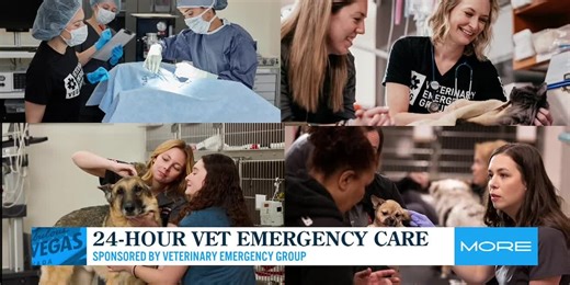 24-hour vet emergency care