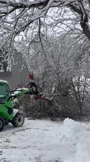 What are signs that my ash tree needs to be removed? - Large Scale Ash Removal