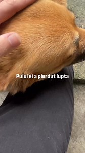 11K views · 1.4K reactions | O lecție de viață | Mutrescu Daniel | Facebook