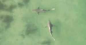 Drone footage captures two large sharks in Clearwater Beach - WSVN 7News | Miami News, Weather, Sports | Fort Lauderdale