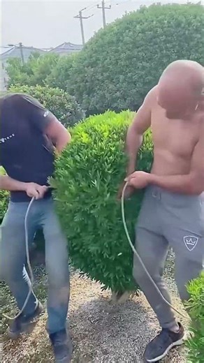 Shaping process of landscape trees