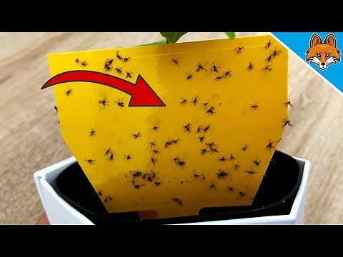 Das BESTE Mittel gegen Trauermücken und Fruchtfliegen 💥