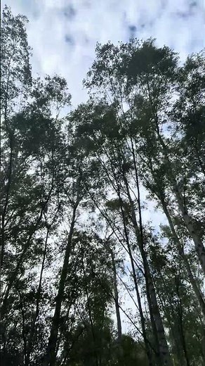Trees swaying in the wind – real-life nature...
