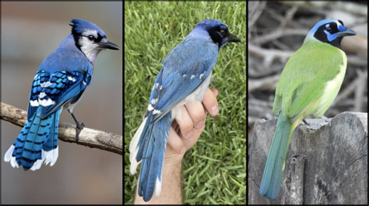 Meet the “grue jay,” a climate-change mashup of blue and green jays