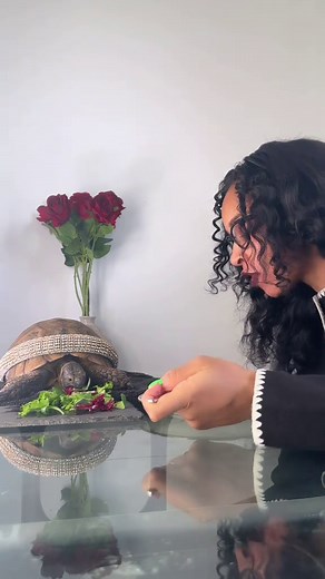Date Night with a Greek Spur-Thighed Tortoise