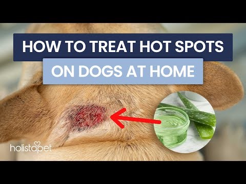 How to treat hot spots on dogs at home