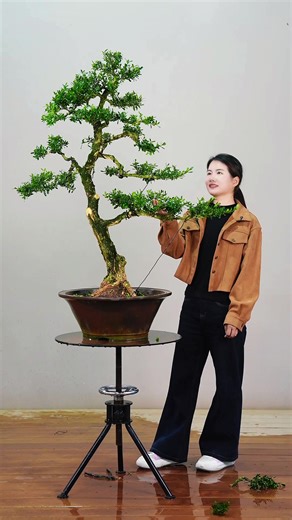 Trimming Boxwood Trees: A Bonsai Art Experience