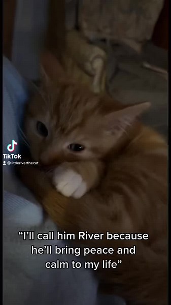 “I’ll call him River” #fyp #foryoupage #catsoftiktok #cat #kitten #kittensoftiktok