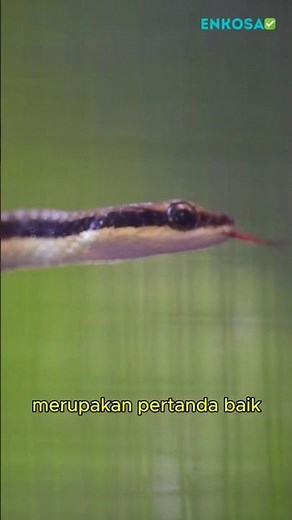 The Meaning of Dreams of Seeing a Big Snake According to Islam