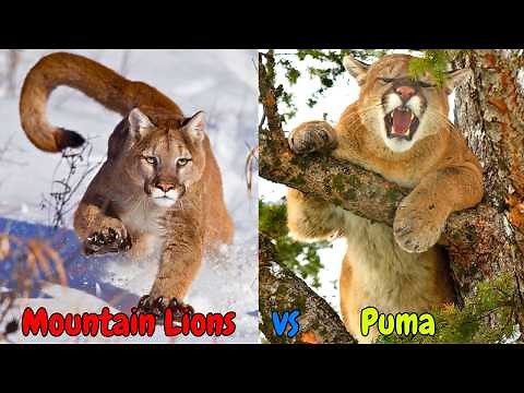 Mountain Lions Vs Puma: Are they Same Species | Discover Wild Cats Differences