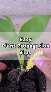 Peace lily Propagation #cactus #planting #plantsmakepeoplehappy #gardening #plantingseason #plantings #DishGardening #succulents #plants | Leaf & Soul