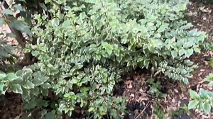 Curvaceous Trisha Khalid of Becky show on Citizen TV shows Behind The Scenes images | Prime Media News | Facebook