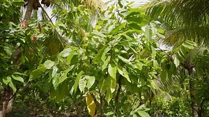 Happy World Chocolate day, everyone! 🤎🍫 This World’s Chocolate Day, we are honoring the cacao farmers in our community for their hardwork and passion in the industry. We are also grateful to our projects partners for their unending support and love to our cacao farmers in Bohol. From the cacao farmers in Bohol, we are greeting you a Happy World Chocolate day to all the people around the world. | Dalareich Chocolate House