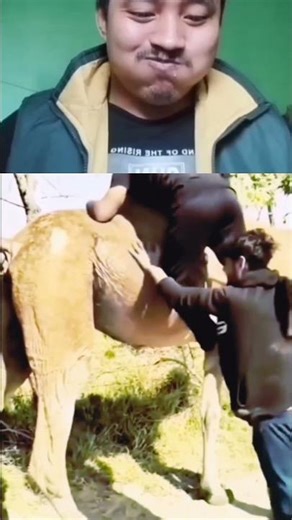 Expectation vs. Reality: Camel addition. 🐪😅 #funnyvideo #epicfail #trynottolaugh