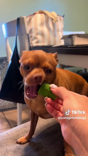 Chihuahua vs Cucumber: How to Safely Feed Cucumber to Your Dog