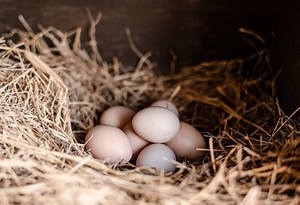 How to Build Chicken Nesting Boxes? | A Detailed Guide - Farm and Chill