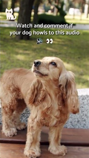 This SOUND will make your DOG HOWL! 🐺🐶 #DogSounds #SHORTS