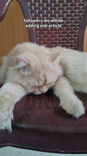 Day 10 of adding 1 article of clothing for every 10 followers to reclaim the chair #cat #fun #comedy