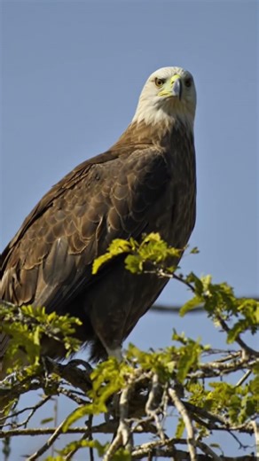 Madagascar Fish Eagle | Silent Hunter of the Waters 🌿