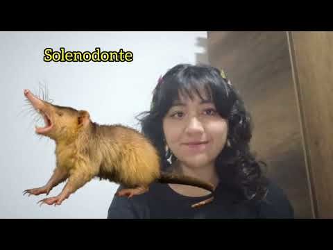 La paradoja de la Biogeografía de los Mamíferos Insulares: ¿Tierra o mar?