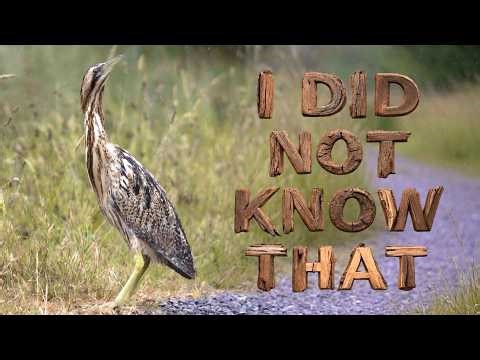 You Won’t Believe These Bittern Facts