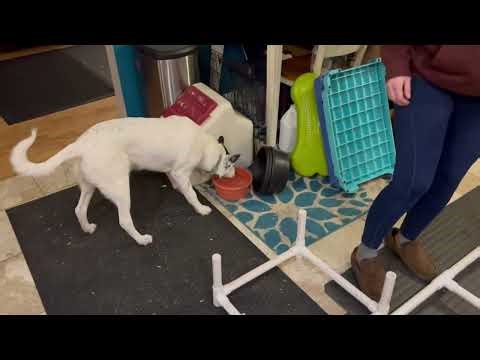 Chappie - low cavaletti ladder with 90 degree turn for hind end awareness.