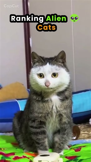 Ranking TOP 5 ALIEN Cats