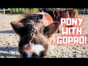 Pony with a GoPro!! Great video from the new cameraman! Spideycam! | Friesian Horses