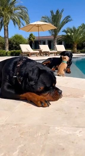 Scene: A bright, sunny day at a luxurious backyard setting, next to a clear blue swimming pool. | Dora and Teddy