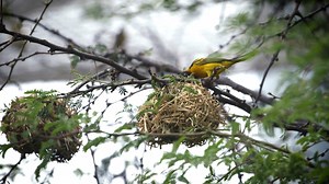 Discover the winged wonders of our new Africa Rocks aviary. 🦜 | San Diego Zoo