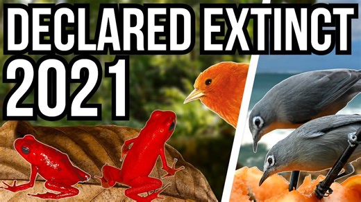 5 Animals That Were Declared Extinct In The Year 2021